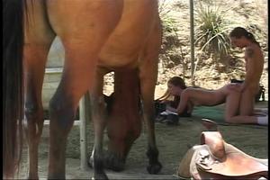 Tussen de paarden door een dekhengst geneukt